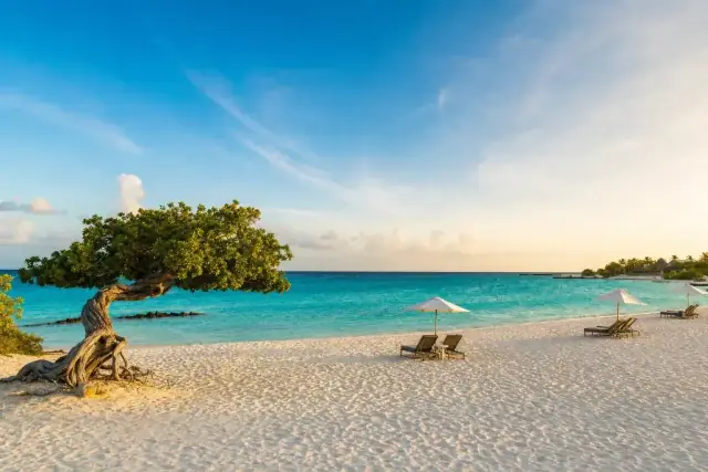 Aruba beach with a divi-divi tree and turquoise Caribbean water