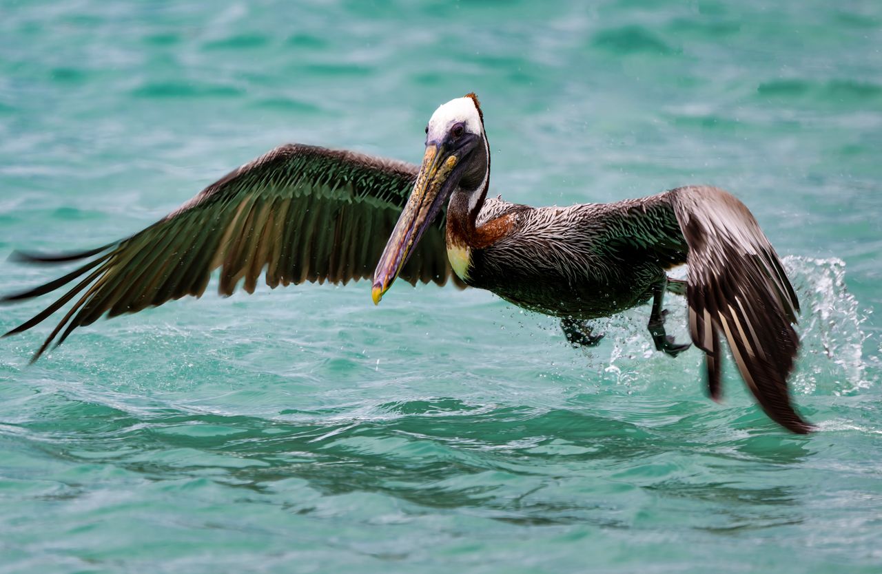 A stunning close-up of a pelican gracefully taking off from the ocean, showcasing the detail of its feathers and the motion of its wings.